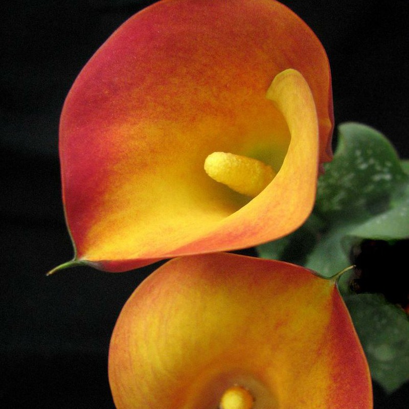 Bulbos Callas — Floresfrescasonline