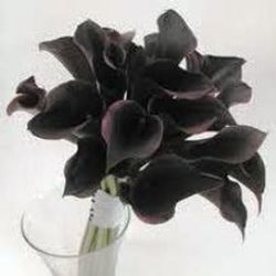 Bulbos Callas