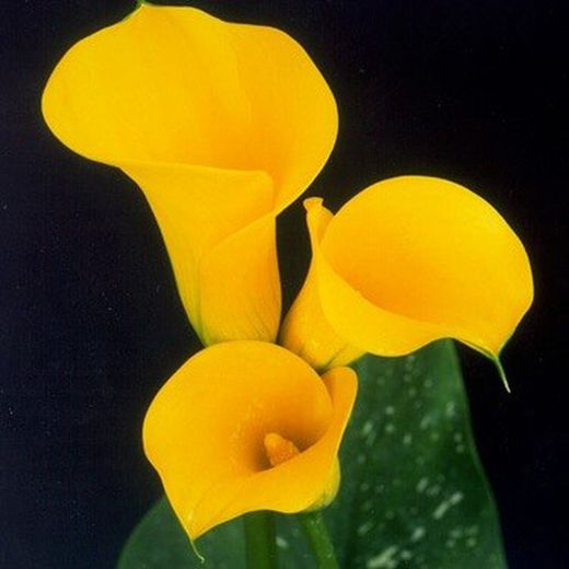 Bulbos Callas