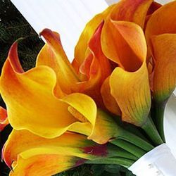 Bulbos Callas