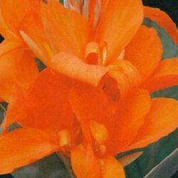 Bulbs Cannas Full Fosca