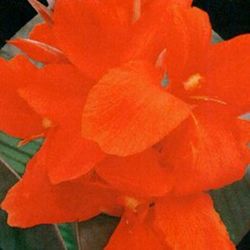 Bulbs Cannas Full Fosca