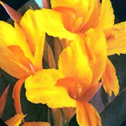 Bulbs Cannas Full Fosca