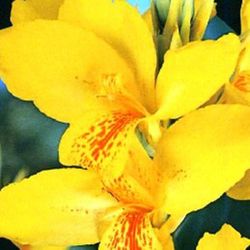 Bulbos Cannas Hoja Verde