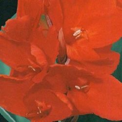 Bulbos Cannas Hoja Verde