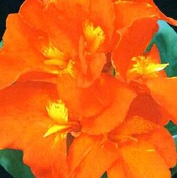 Bulbos Cannas Hoja Verde