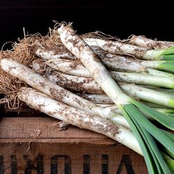 Bulbos cebolla Calçots