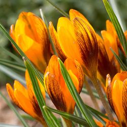 Bulbos Crocus