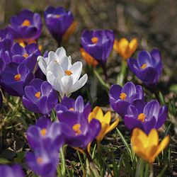 Bulbos Crocus