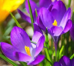 Bulbos Crocus