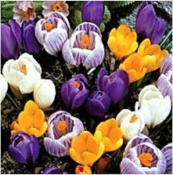 Bulbos Crocus