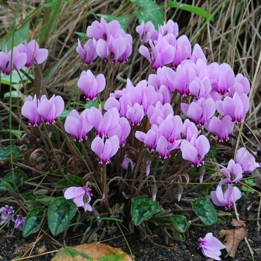 Bulbos Cyclamen Hederifolium