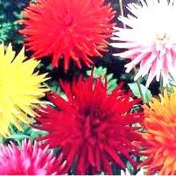 Bulbs Dalia Cactus