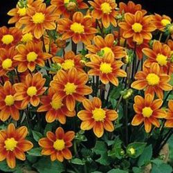 Bulbos Dalias Baby