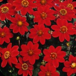 Bulbos Dalias Baby