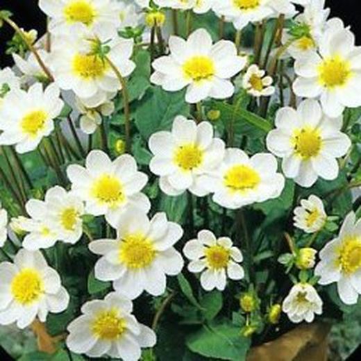 Bulbos Dalias Baby