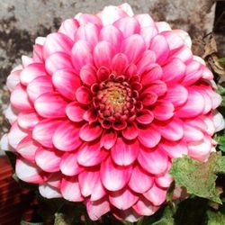 Bulbs Dàlies Decoratives