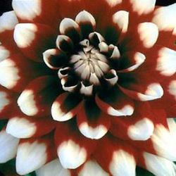 Bulbs Dàlies Decoratives