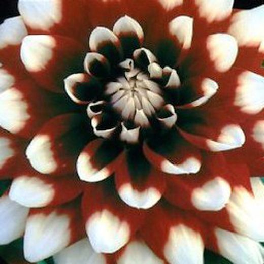 Bulbs Dàlies Decoratives