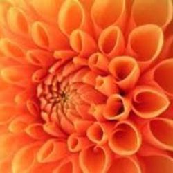 Bulbs Dàlies Decoratives