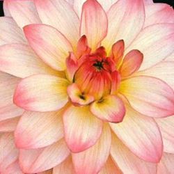 Bulbs Dàlies Decoratives