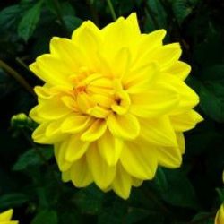 Bulbs Dàlies Decoratives