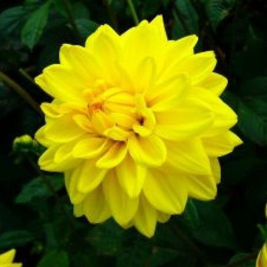 Bulbs Dàlies Decoratives