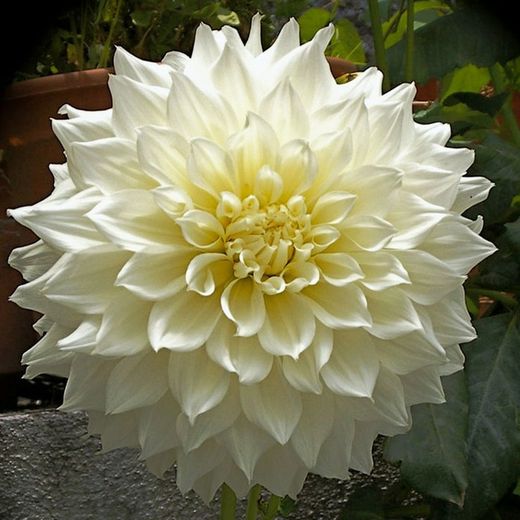 Bulbs Dàlies Decoratives