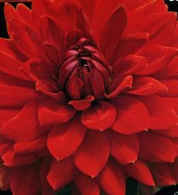 Bulbs Dàlies Decoratives