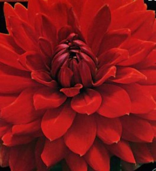 Bulbs Dàlies Decoratives