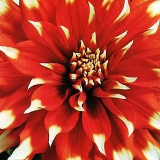 Bulbs Dàlies Decoratives