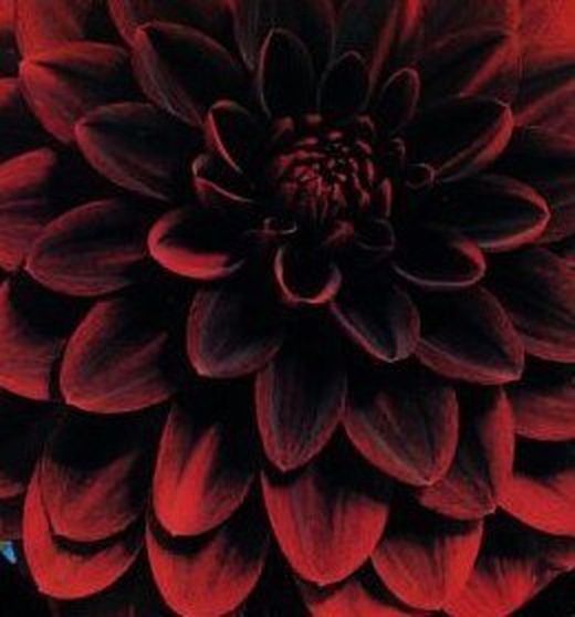 Bulbs Dàlies Decoratives