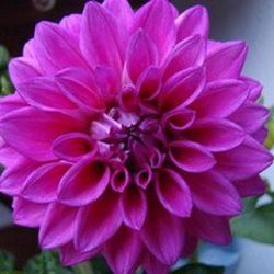 Bulbs Dàlies Decoratives