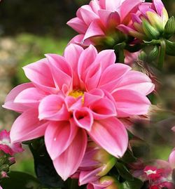 Bulbs Dàlies Decoratives