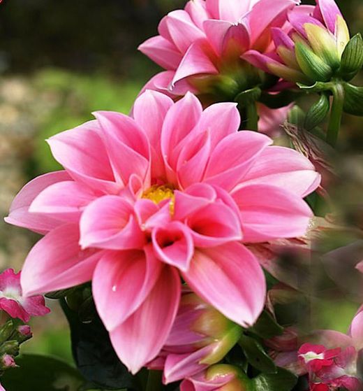 Bulbs Dàlies Decoratives