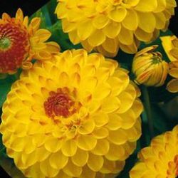 Bulbs Dàlies Pom Pom