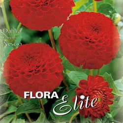 Bulbs Dàlies Pom Pom