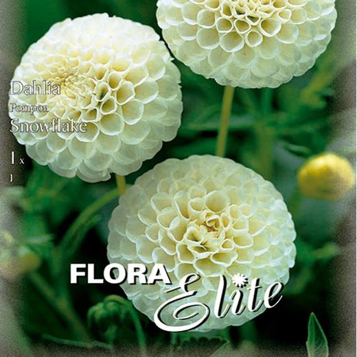 Bulbs Dàlies Pom Pom