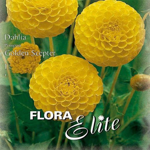 Bulbs Dàlies Pom Pom