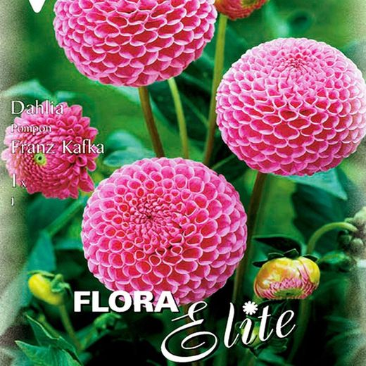 Bulbs Dàlies Pom Pom