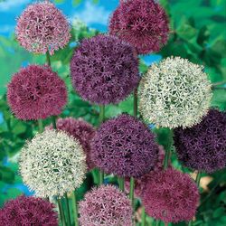 Bulbos de Allium
