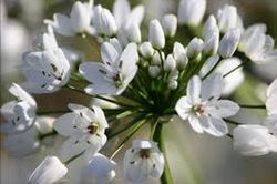 Bulbos de Allium