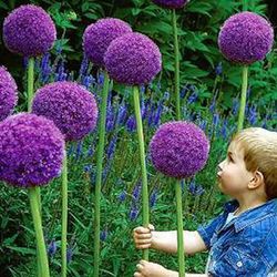 Bulbos de Allium