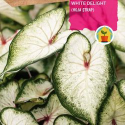 Bulbos de Caladium