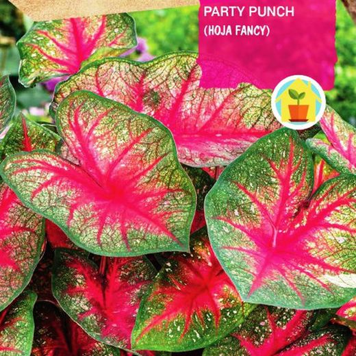 Bulbos de Caladium