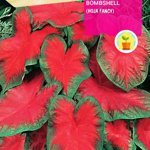 Bulbos de Caladium