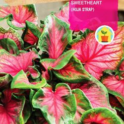Bulbos de Caladium