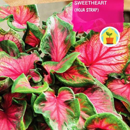Bulbos de Caladium