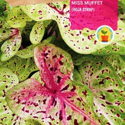 Bulbos de Caladium