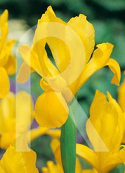 Bulbos de Iris de Holanda